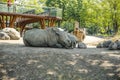 Rhino relaxing on ground