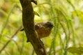 Rhipidura fuliginosa - Fantail - piwakawaka in Maori language - sitting on the branch in the forest of New Zealand Royalty Free Stock Photo