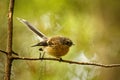 Rhipidura fuliginosa - Fantail - piwakawaka in Maori language - sitting on the branch in the forest of New Zealand Royalty Free Stock Photo