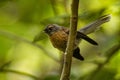 Rhipidura fuliginosa - Fantail - piwakawaka in Maori language - sitting on the branch in the forest of New Zealand Royalty Free Stock Photo