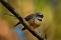 Rhipidura fuliginosa - Fantail - piwakawaka in Maori language - sitting in the forest of New Zealand Royalty Free Stock Photo