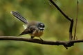 Rhipidura fuliginosa - Fantail - piwakawaka in Maori language - sitting in the forest of New Zealand Royalty Free Stock Photo