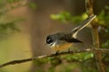 Rhipidura fuliginosa - Fantail - piwakawaka in Maori language - sitting in the forest of New Zealand Royalty Free Stock Photo