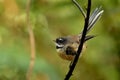 Rhipidura fuliginosa - Fantail - piwakawaka in Maori language - sitting in the forest of New Zealand Royalty Free Stock Photo