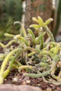 Rhipsalis Coralloides cactus in Saint Gallen in Switzerland