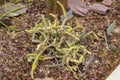 Rhipsalis Coralloides cactus in Saint Gallen in Switzerland