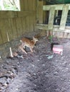 Fawn Taking Cover in the Barn Royalty Free Stock Photo