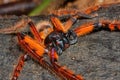 Rhitymna pinangensis - an orange huntsman spiders male from rainforest of Borneo Royalty Free Stock Photo