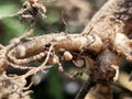 Rhizobia bacteria on legume roots
