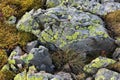 Rhizocarpon geographicum lichen