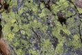 Rhizocarpon geographicum lichen