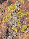 Rhizocarpon geographicum. Scale lithophilic lichen.