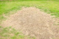 Rhizoctonia Solani grass leaf change from green to dead brown in a circle lawn texture background dead dry grass. Royalty Free Stock Photo