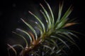 Rhizoid Bryophyta Polytrichum Commune Star Moss by microscope on black background. Medical decorative swamp plants