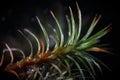 Rhizoid Polytrichum Commune Star Moss Bryopsida by microscope on black background. Medical decorative bog plants