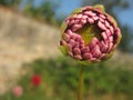 Rhizoma gastrodiae flower Royalty Free Stock Photo