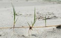 Rhizome of Marram grass Royalty Free Stock Photo