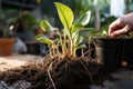 Rhizome revelation Home potted plants roots entwined, necessitating replanting Royalty Free Stock Photo