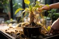 Rhizome revelation Home potted plants roots entwined, necessitating replanting Royalty Free Stock Photo