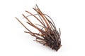 Rhizome or root of Rhodiola four-membered on a white background.