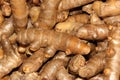 Rhizomes of White Turmeric, Zedoary, Curcuma zedoaria