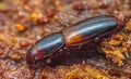 Rhizophagus nitidulus beetle on wood, macro photo