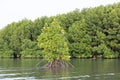 Rhizophora apiculata blume forest