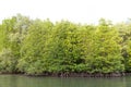 Rhizophora apiculata blume forest