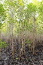 Rhizophora apiculata blume forest