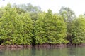 Rhizophora apiculata blume forest