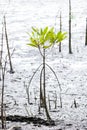 Rhizophora apiculata blume tree