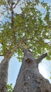 Rhizophora apiculata canopy