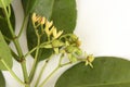 Rhizophora apiculata Plant.