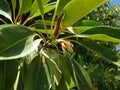 Rhizophora conjugata
