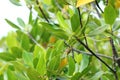 Rhizophora Mangrove fruit Royalty Free Stock Photo