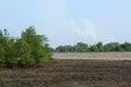 Rhizophora Mangrove Mudflats and air pollution Royalty Free Stock Photo