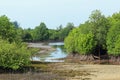 Rhizophora Mangrove Mudflats Royalty Free Stock Photo