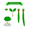 Rhizophora Species vector illustration