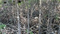 Rhizophoraceae trees and leaves