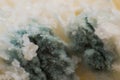 Rhizopus bread mold is a genus of common saprophytic fungi, macro photo Royalty Free Stock Photo