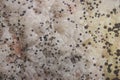 Rhizopus (bread mold) is a genus of common saprophytic fungi, Rhizopus (bread mold) under the microscope. Royalty Free Stock Photo