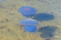 Rhizostoma pulmo, commonly known as barrel jellyfish, dustbin-lid jellyfish or frilly-mouthed jellyfish floating in a sea Royalty Free Stock Photo