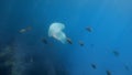 Rhizostomae jellyfish and school of fish underwater in blue sea