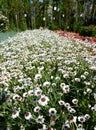 Rhodanthemum hybrida. Euroflora 2018 exhibition. Parchi di Nervi. Genoa. Italy