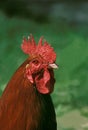 Rhode Island Domestic Chicken, Portrait of Cockerel Royalty Free Stock Photo