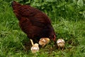 Rhode Island Hen & Chicks Royalty Free Stock Photo