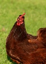 Rhode Island Red Chicken