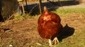 Rhode Island Red Chicken Royalty Free Stock Photo