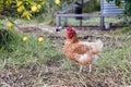 Rhode Island Red chicken Royalty Free Stock Photo