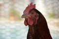 Rhode Island Red chicken Royalty Free Stock Photo